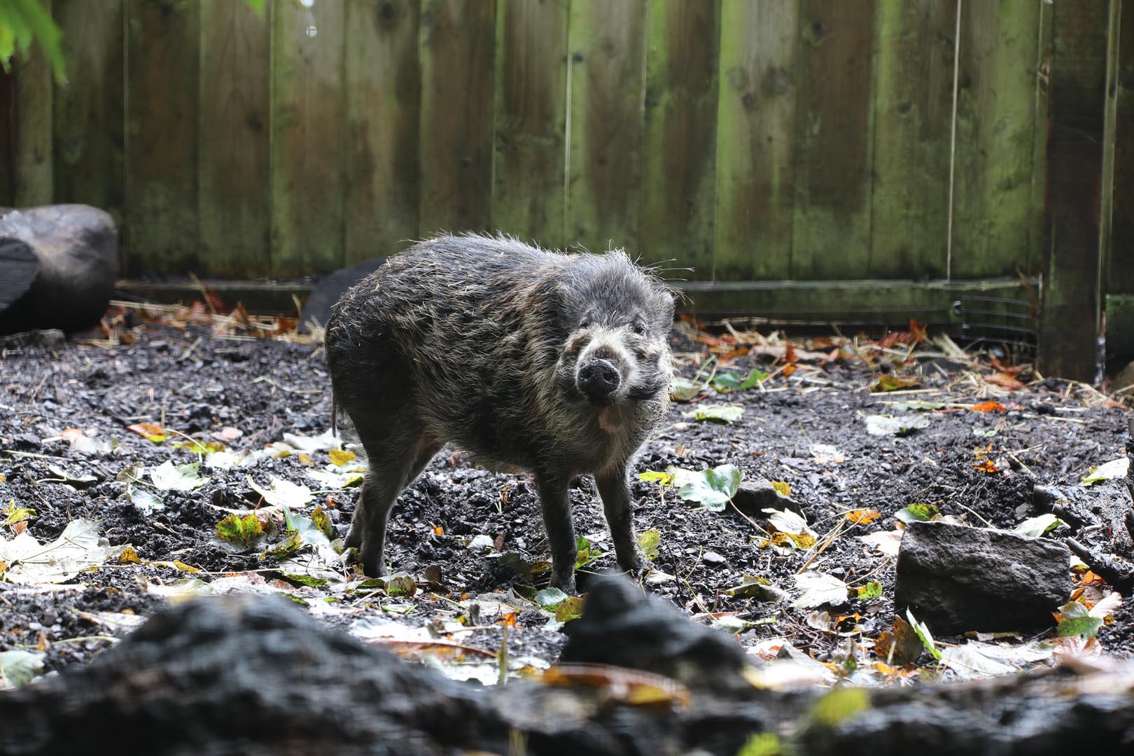 Visayan warty pig facing camera with fallen leaves around on ground Image: AMY MIDDLETON 2023